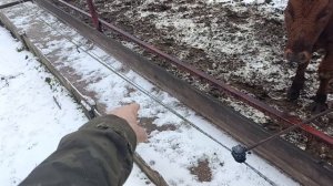 "Правильная" уличная линия кормления мясного скота и молодняка КРС