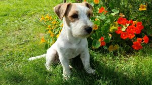 У меня теперь есть собака.