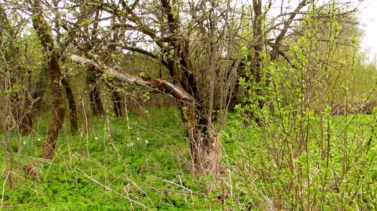 Дикие яблони весной смотреть онлайн