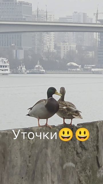 23-12-2025 #доброеутро #настроение #счастье #молота #уточки смотреть онлайн