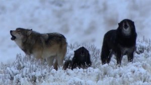 Финляндия обвинила волков из России в массовом нападении на оленей.