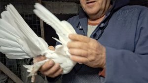 1000107390.mp4 Голуби Луганска.