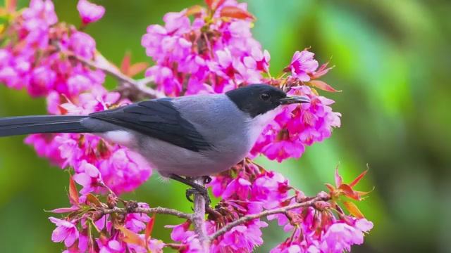 Коран сура Ан-Нисаъ видео 4к Миншави -Minshawiy