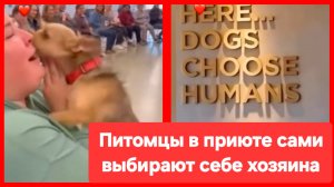 Это потрясающее чувство, когда среди множества людей собака выбрала тебя!❤️ Быть добру!
