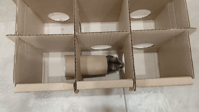 хомяк бегает по лабиринту