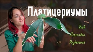 УХОД за ПЛАТИЦЕРИУМАМИ: деление, посадка, полив и удо