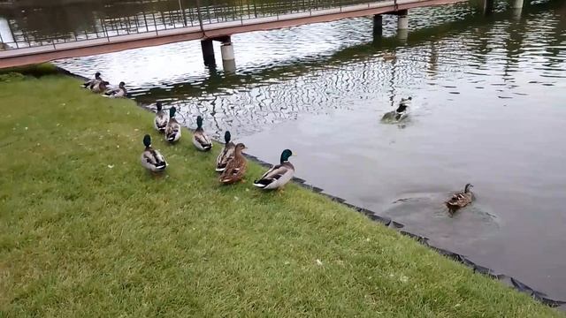 Утиная прогулка