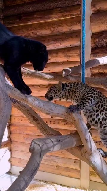 Когда два красивейших леопарда впервые встретились… 💛