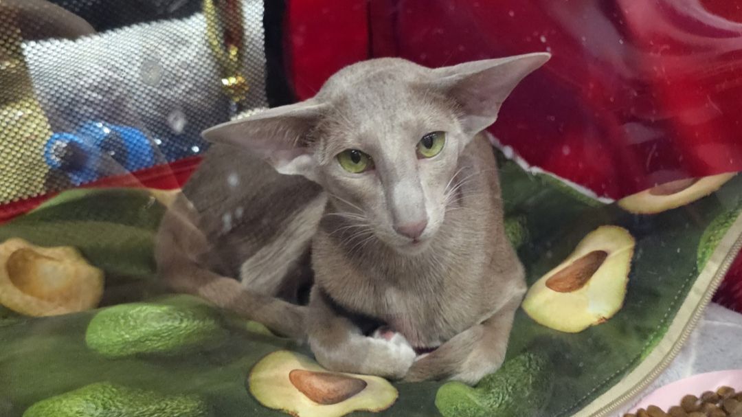 ЗООШОУ 13 декабря 2025г Санкт-Петербург