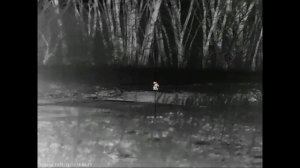 Четыре экстремальных вечера охоты на шакала в Волгоградских степях.