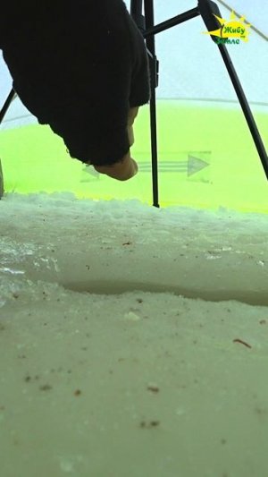 Ловля леща на сало. Соленое с чесноком