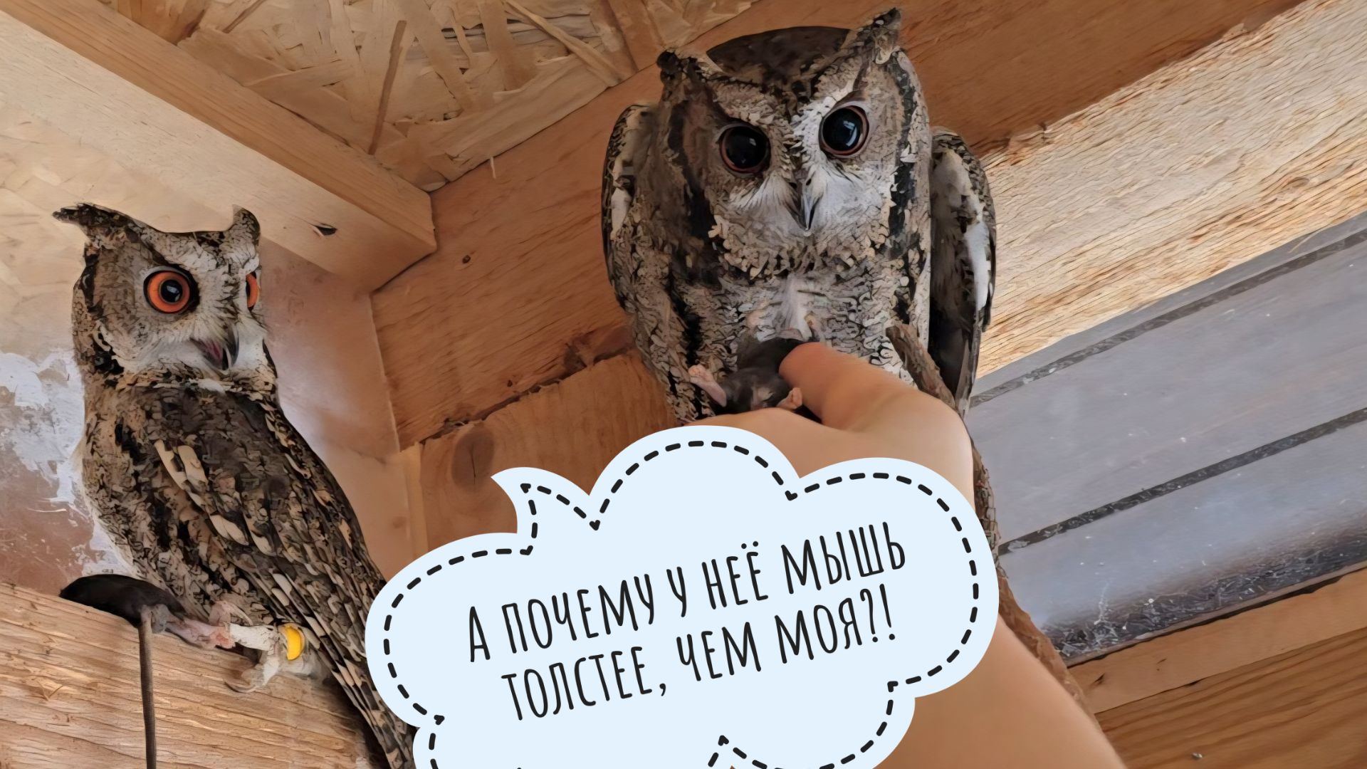 Я принесла сове Ёлке подушеньку, Кошка Морошка принесла мышь-малютку, погода принесла зиму и мороз смотреть онлайн