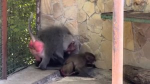 Рожденный детеных,вцепился в  маму, а она по неопытности просто не знала что с ним делать …