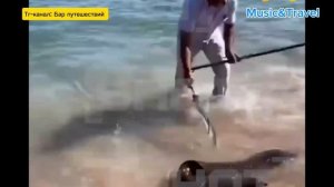 Российского туриста укусила мурена в Египте