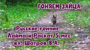 ГОНЯЕМ ЗАЙЦА. Русские гончие Лайма и Раскат 5 мес. вл. Шатров В.А.#охотасгончей#соб #топ #hunting