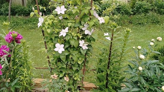 Клематис пересортный белый в нашем саду - вот бы угадать сорт. смотреть онлайн