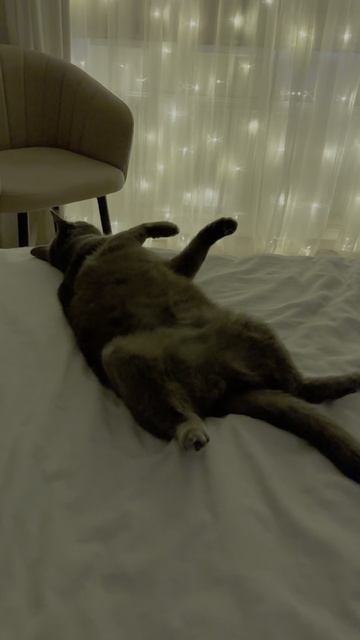 Новый год. Вот такой он.🐱 #нг #нг2026 #котики #прикол #ржака #юмор смотреть онлайн