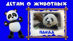 Панда - Учим животных. Рассказ и видео про панду.