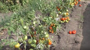 Мои помидоры в следующем сезоне
