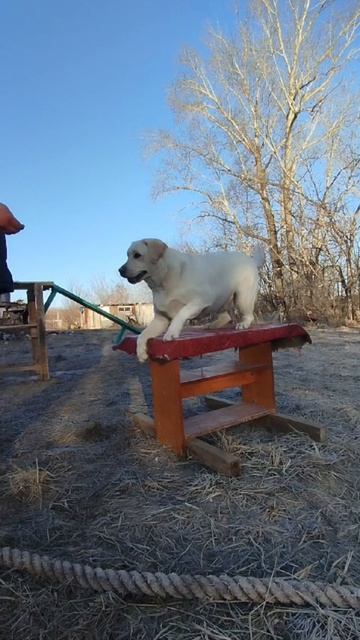 Дрессировка с передержкой у кинолога Игоря Алтайского.