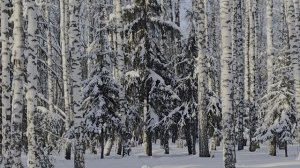 Утренняя прогулка в парке в-25°С