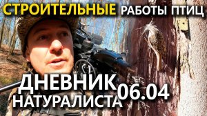 Пернатые строители. Дневник натуралиста. 06.04.23