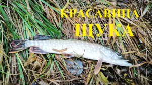 Снова Щука, снова Яуза! Городская рыбалка