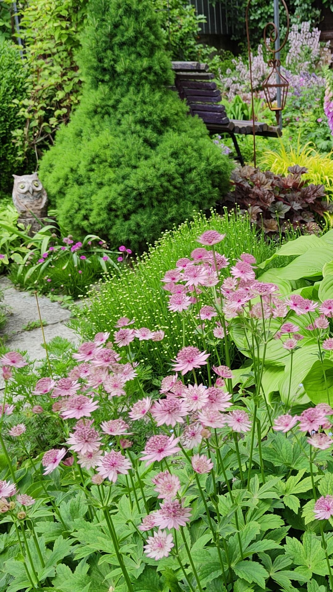 Астранция, как живётся скромной красавице в моём южном саду. 24.12.2025 г.Пятигорск. смотреть онлайн