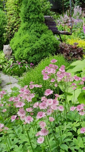 Астранция, как живётся скромной красавице в моём южном саду. 24.12.2025 г.Пятигорск.