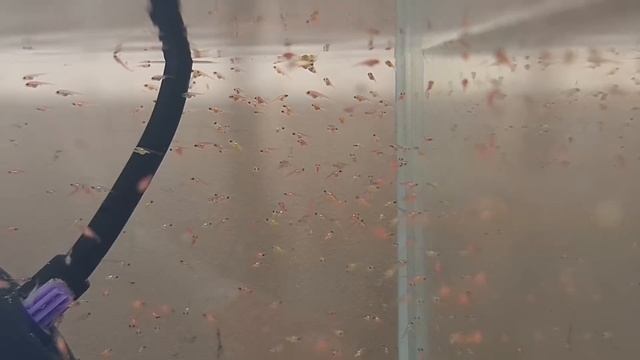 100% нерест Тернеций и уборка у малька смотреть онлайн