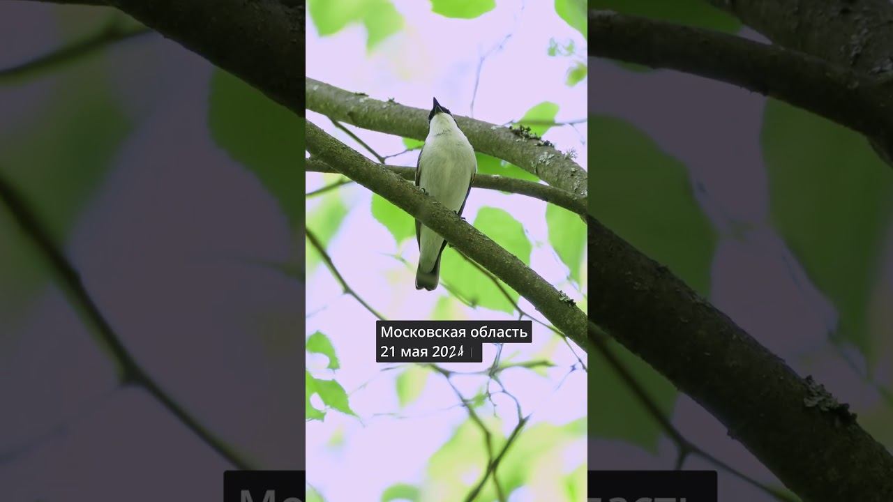 Мухоловка-Белошейка, Голос ♫ #голосаптиц #shorts смотреть онлайн