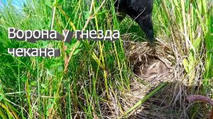 Ворона разоряет гнездо чекана