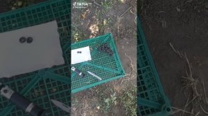 Виноград мускат блау