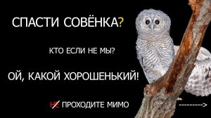 Что делать, если нашел совенка?