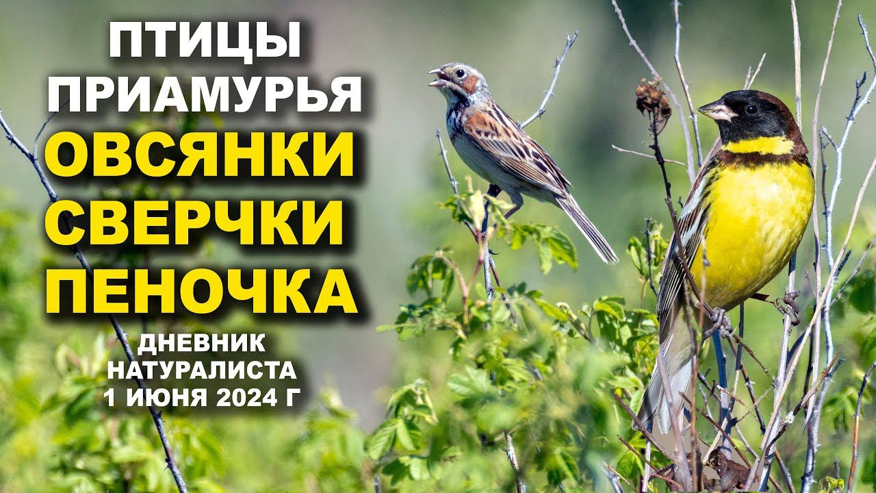 Загадка Сверчка и Песня Дубровника. Птицы Приамурья. 1 июня 2024 г. смотреть онлайн