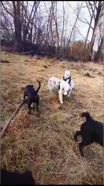 Зоогостиница для собак у кинолога Игоря Алтайского