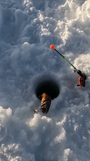 ГОЛЕЦ ГНЕТ УДОЧКУ