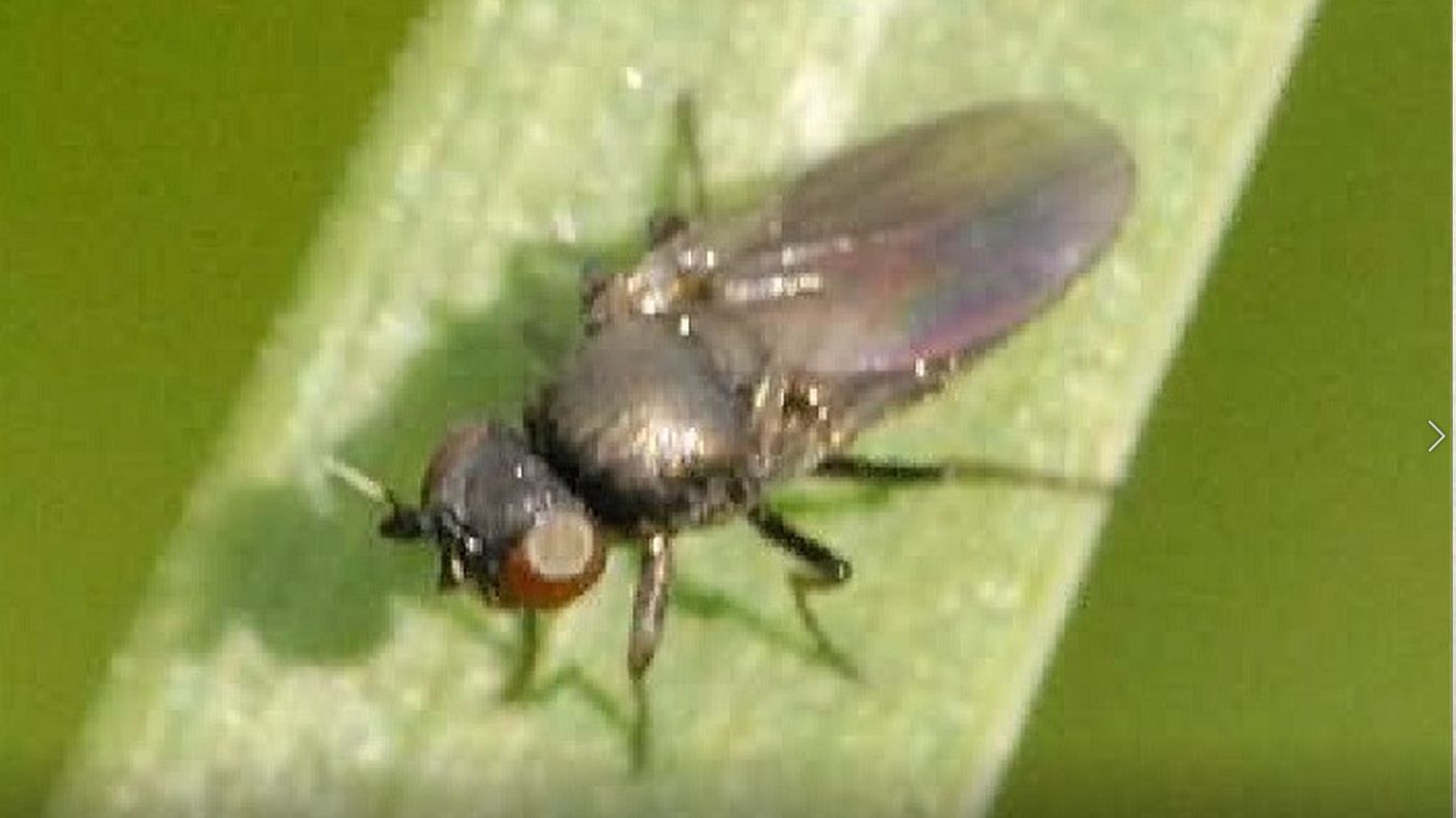 О вредителях кукурузы смотреть онлайн