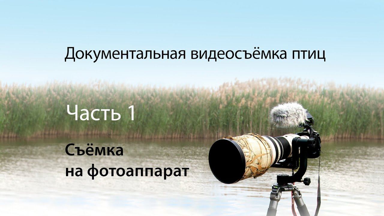 Документальная видеосъемка птиц. Часть 1. Съемка на DSLR