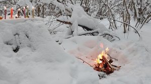 Чистка и изменения Родового древа на оздоровление от осквернения ,проклятия,приворотов до 7го колена