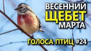Весенний щебет марта. #ГолосаПтиц 24