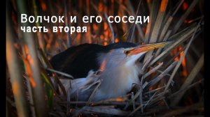 Волчок и его соседи.  Часть 2