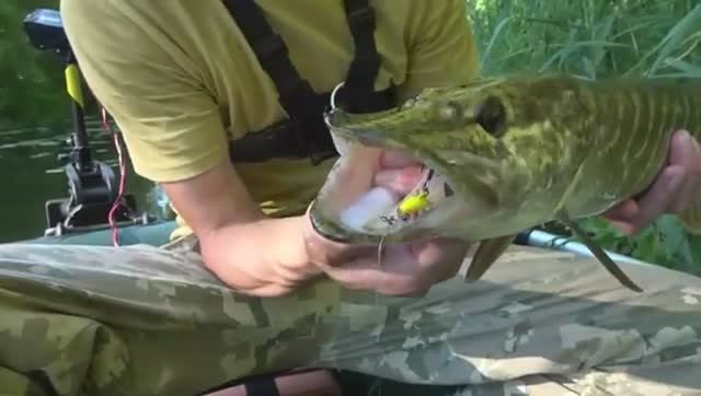 НА ЭТО КЛЮЁТ С РАННЕЙ ВЕСНЫ ДО ПОЗДНЕЙ ОСЕНИ! Рыбалка на щуку и окуня среди коряг и кувшинок. смотреть онлайн