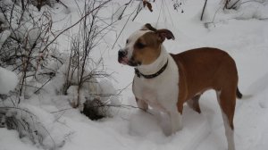 Пробуем глубину сугробов