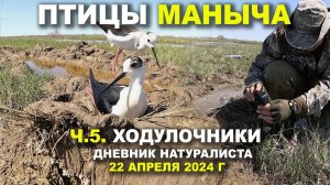 Птицы Маныча. 5-я часть. Ходулочники. Дневник.  22 апр. 2024 г.