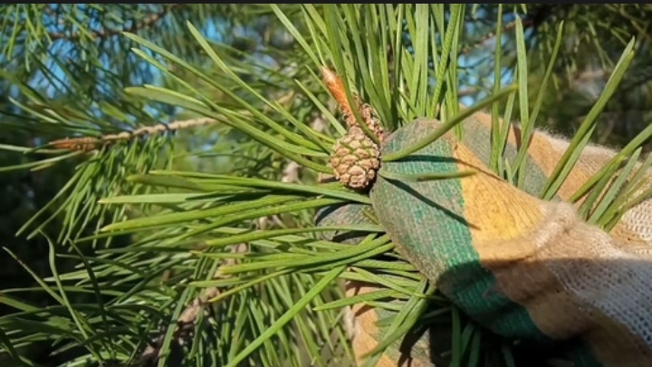 11. Вечерний выезд. Всего по немногу. Металл, чага, молодая сосновая шишка.