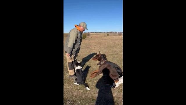 ДРЕССИРОВКА ДОБЕРМАНОВ. ИГОРЬ АЛТАЙСКИЙ.