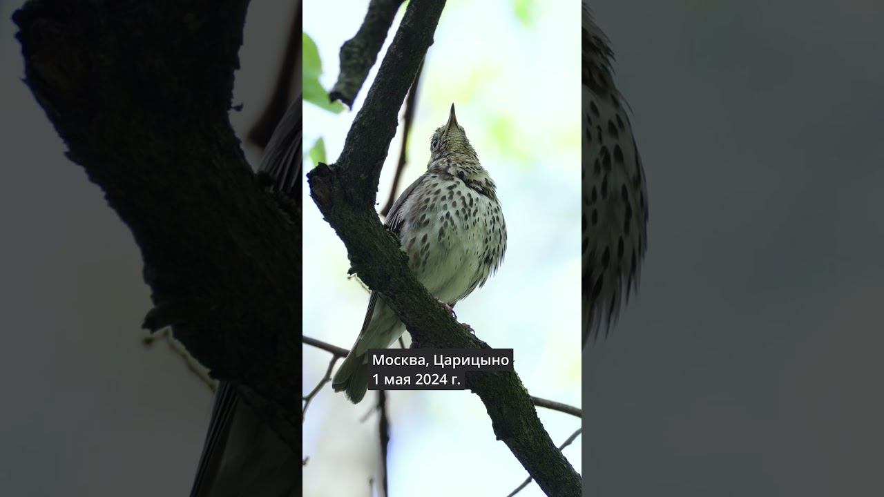 Дрозд певчий - Голос ♪ 2024/05/01 #голосаптиц #shorts смотреть онлайн
