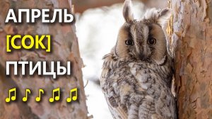 Фольга, Совы, Голоса птиц //Берёзовый сок: День #8 //#ГолосаПтиц 9