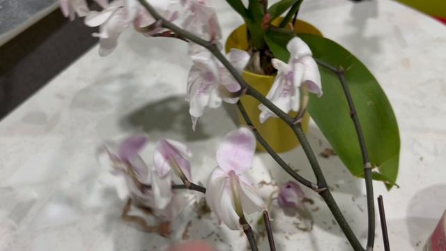 Мои новые орхидеи. Распаковка и обработка смотреть онлайн